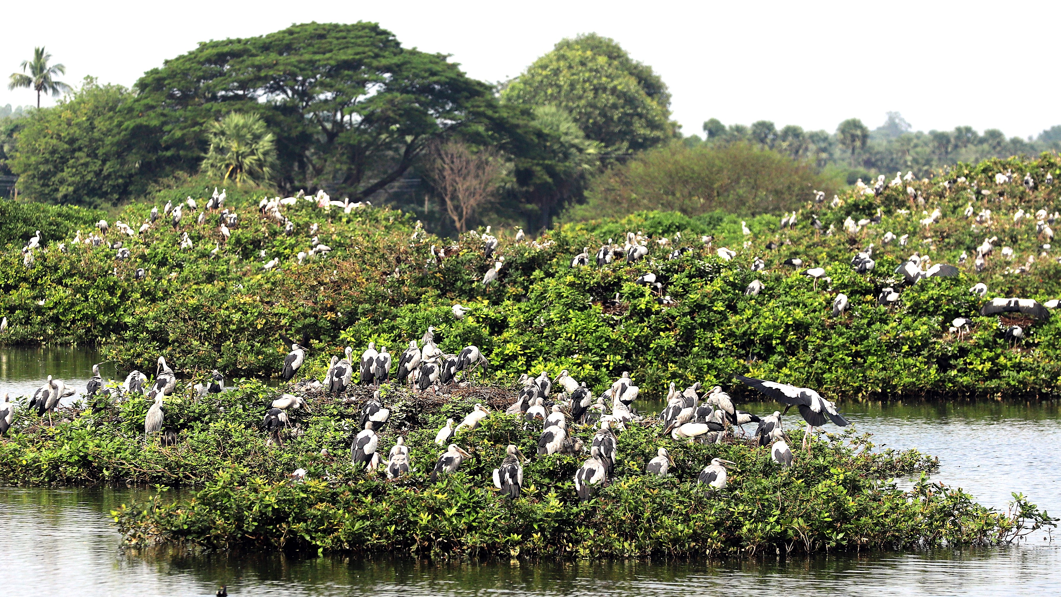 Vedanthangal Bird Sanctuary